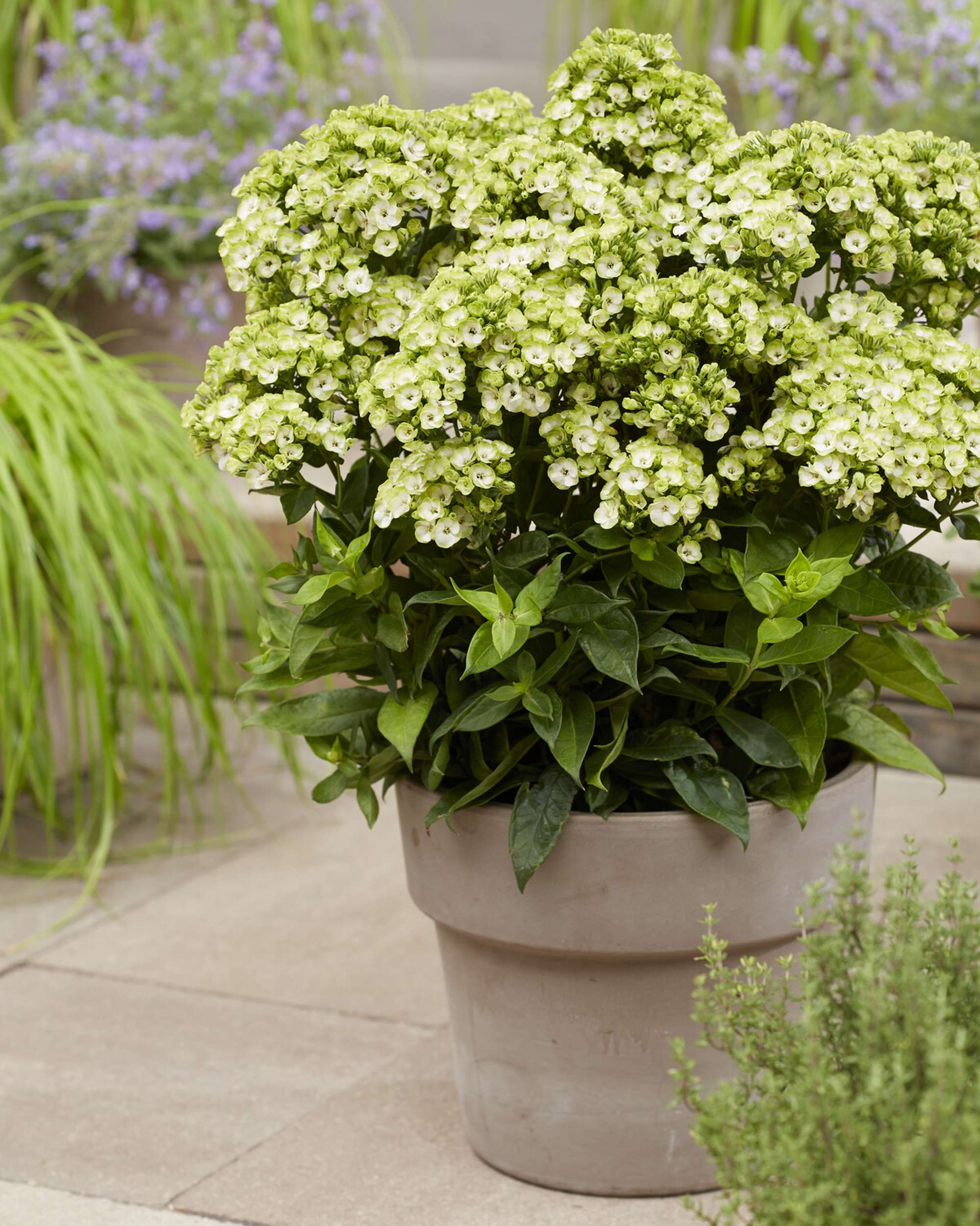 Höstflox 'Orchid Green'